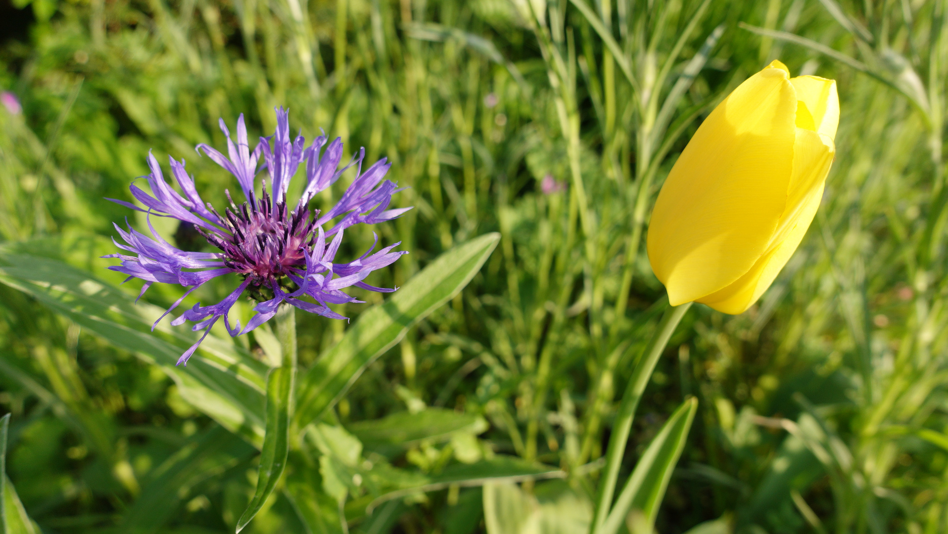 Kornblume mit Tulpe