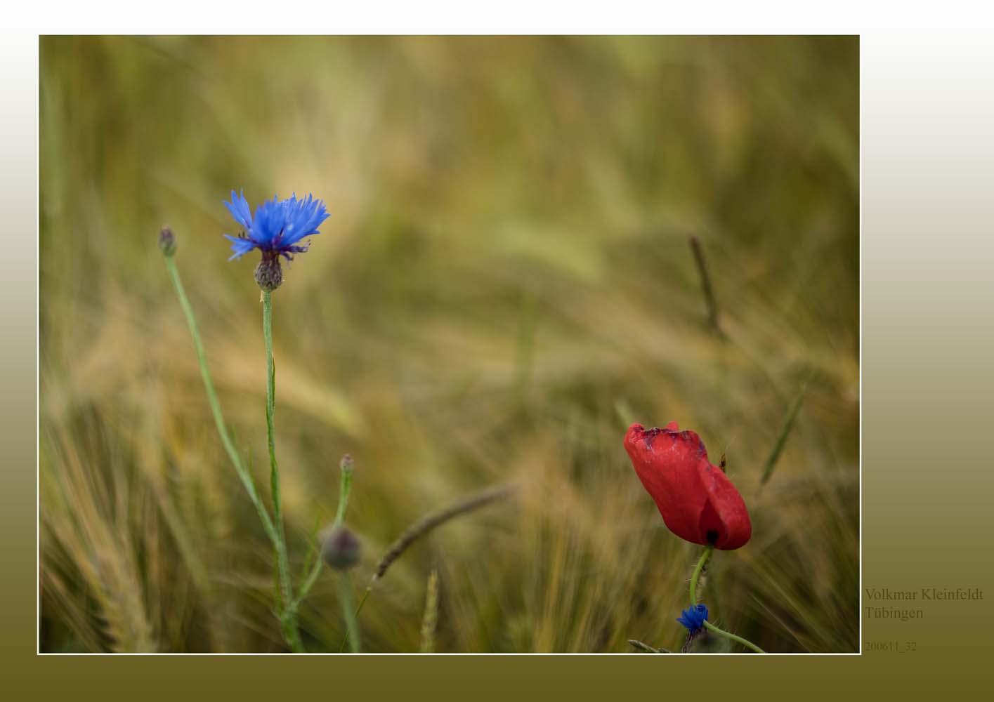 Kornblume + Mohn