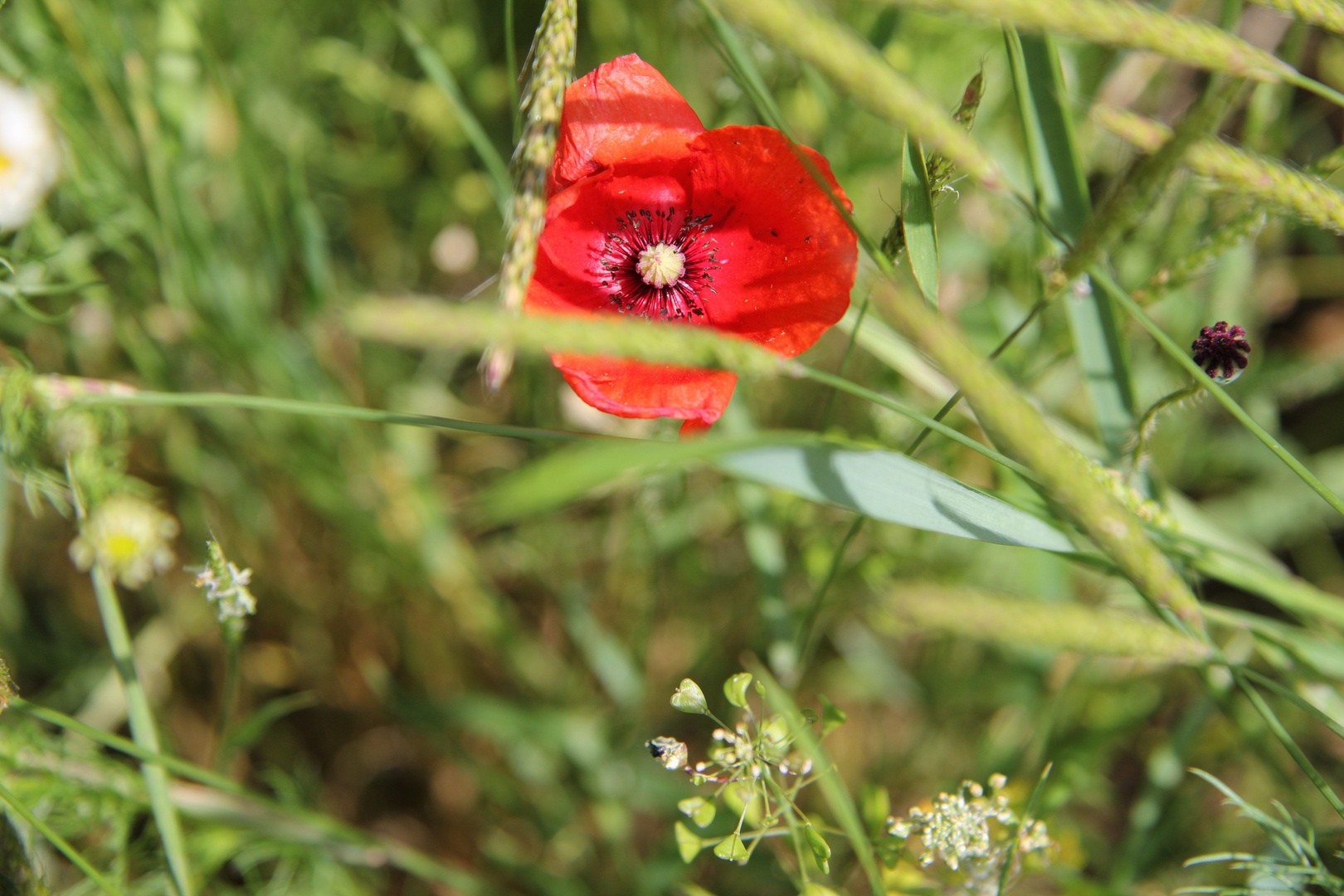 Kornblume + Mohnblume