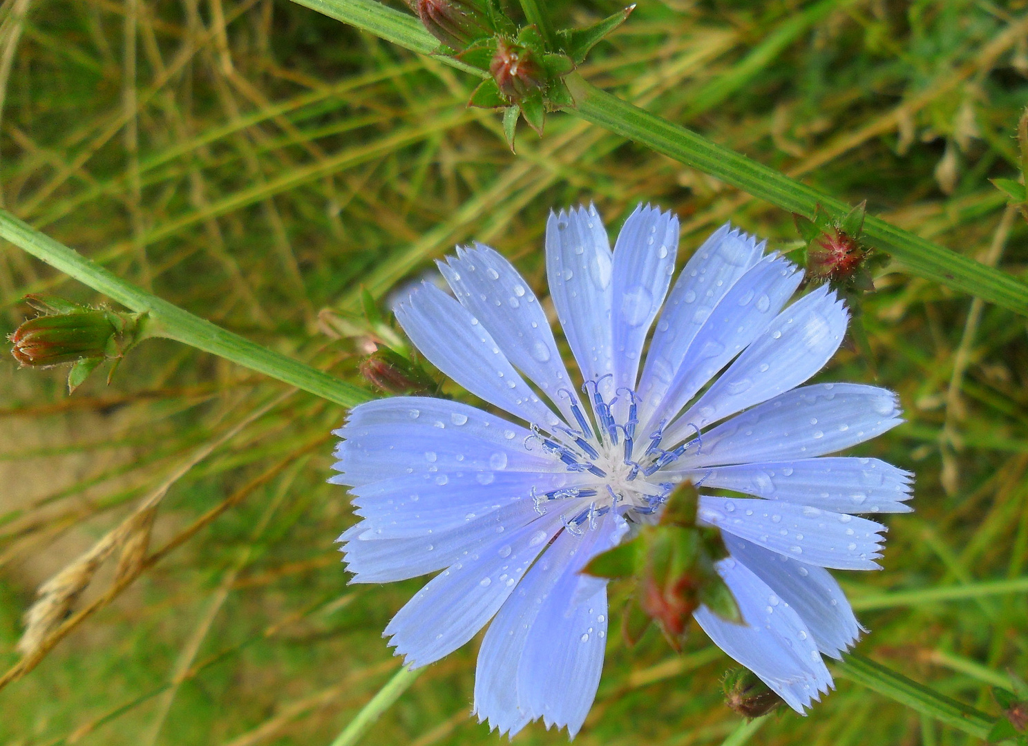 KORNBLUME NACH SOMMERREGEN!