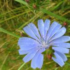 KORNBLUME NACH SOMMERREGEN!