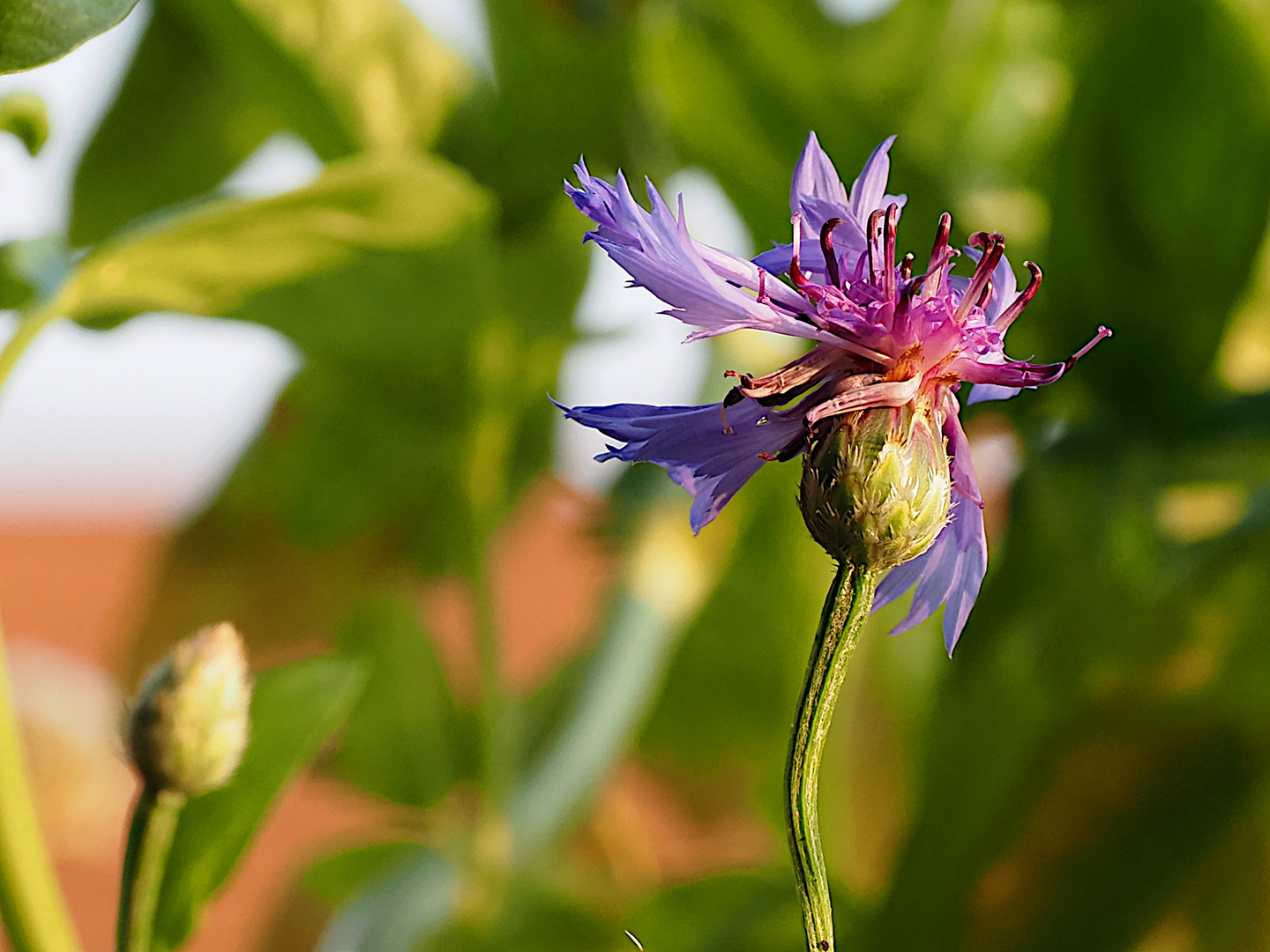 Kornblume nach Starkregen