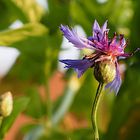 Kornblume nach Starkregen