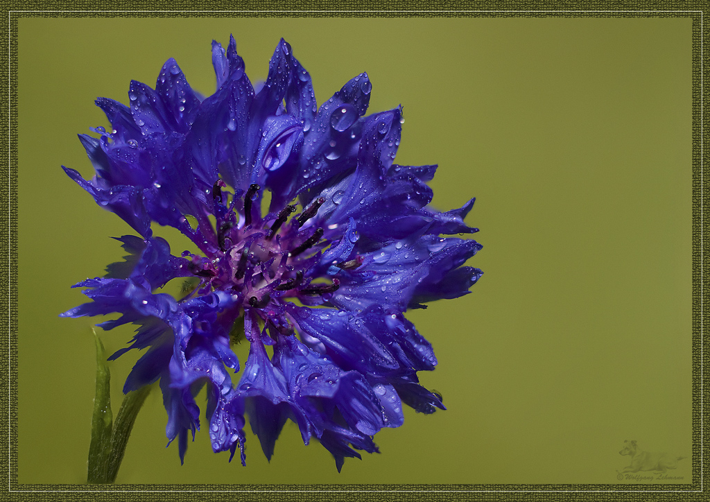 Kornblume noch nass vom Regen