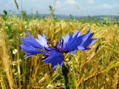 Kornblume : Nun bin ich gelandet !!!