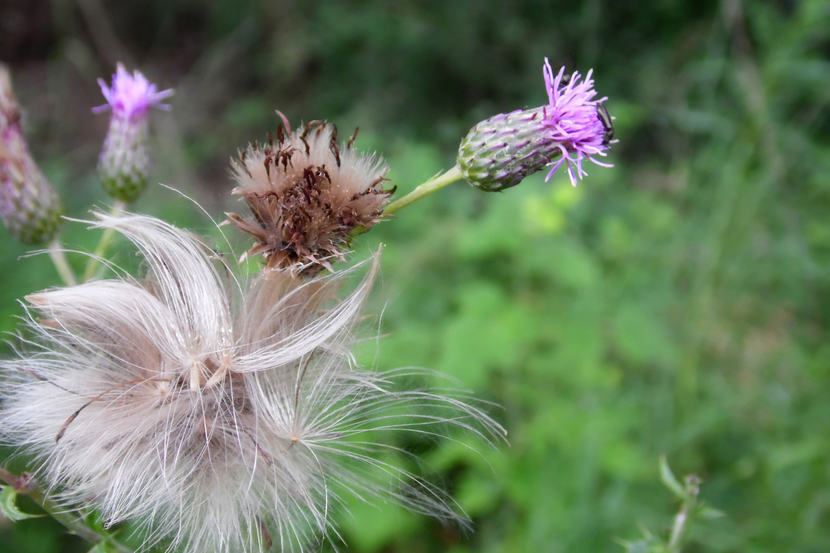 Kornblume oder Wildkräuter?