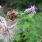 Kornblume oder Wildkräuter?