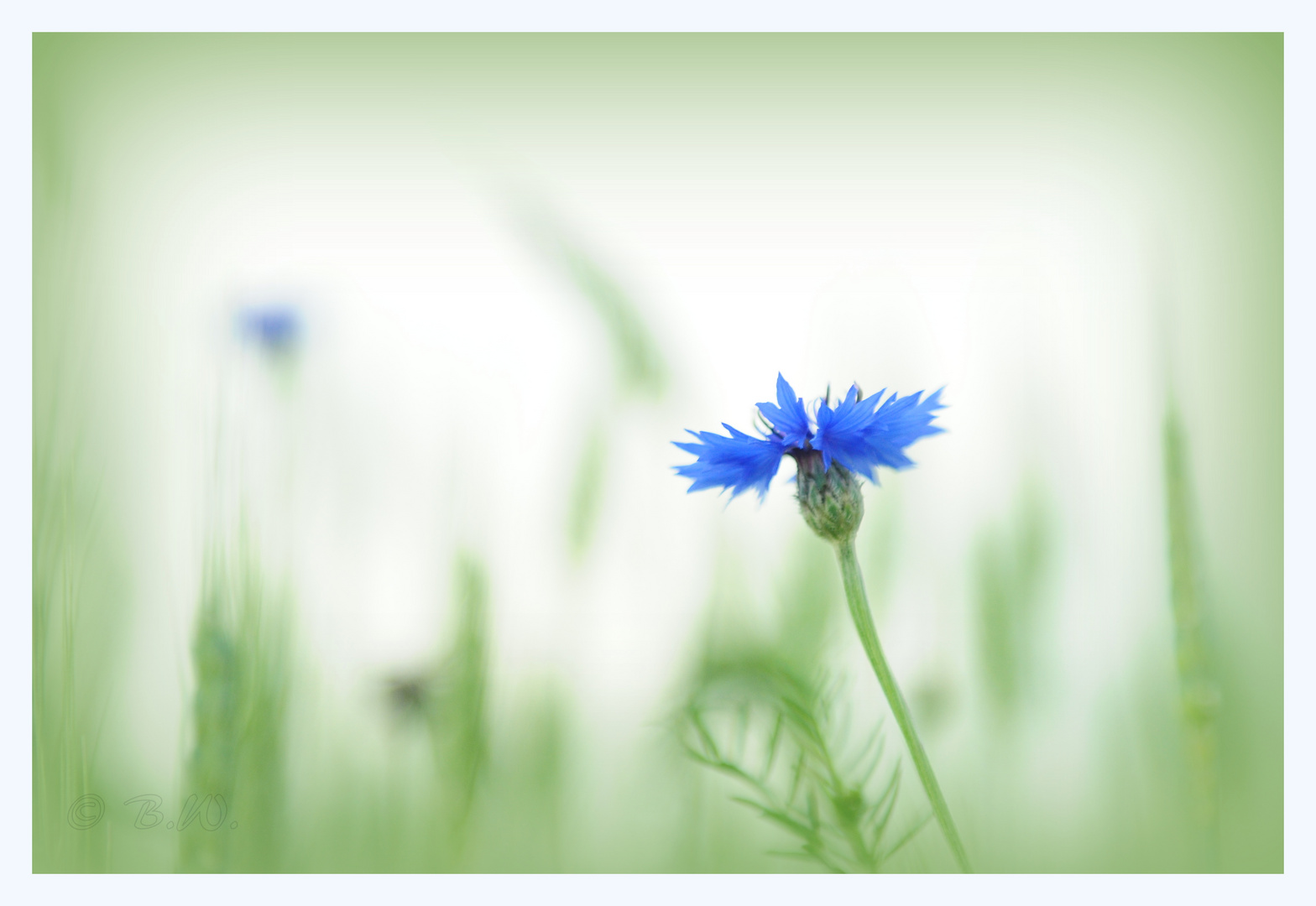 Kornblume rückt sich ins rechte Licht