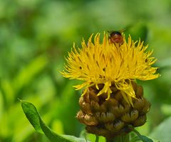 Kornblume ? Sie zieht die Insekten magisch an,erstaunlich das die Hummel mit dieser Last fliegt.