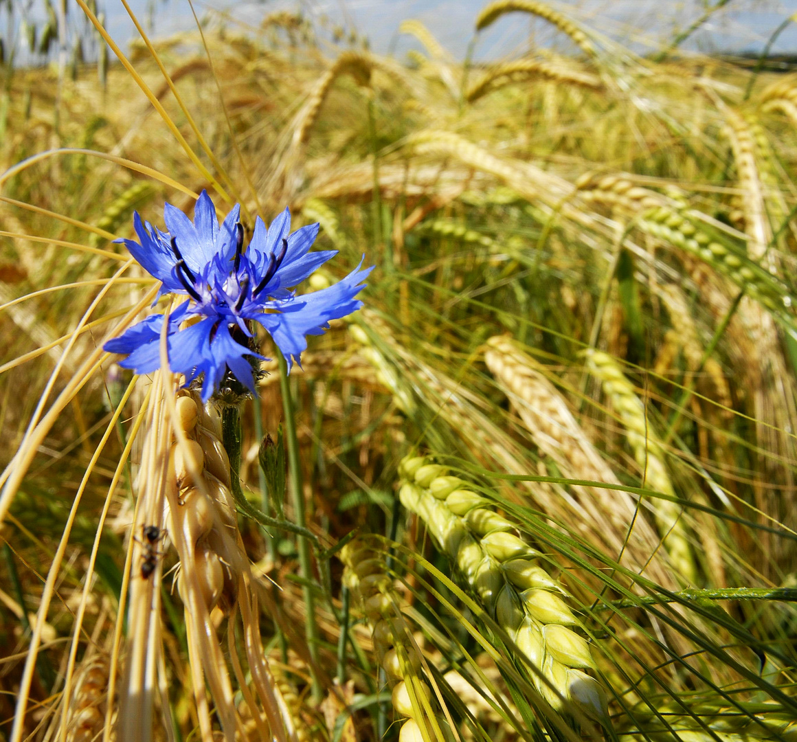 Kornblume - Sommerblume