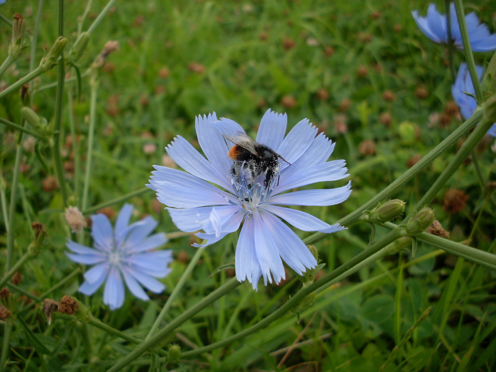 Kornblume und Biene