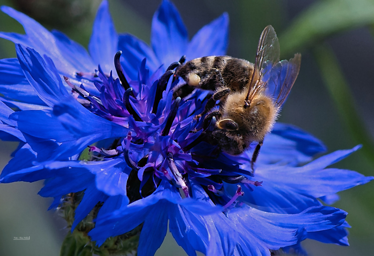 Kornblume und das Bienchen 