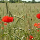 Kornblume und Mohn