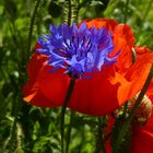 Kornblume und Mohn im Duett