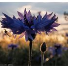 Kornblume und Stechmücke am Abend ...