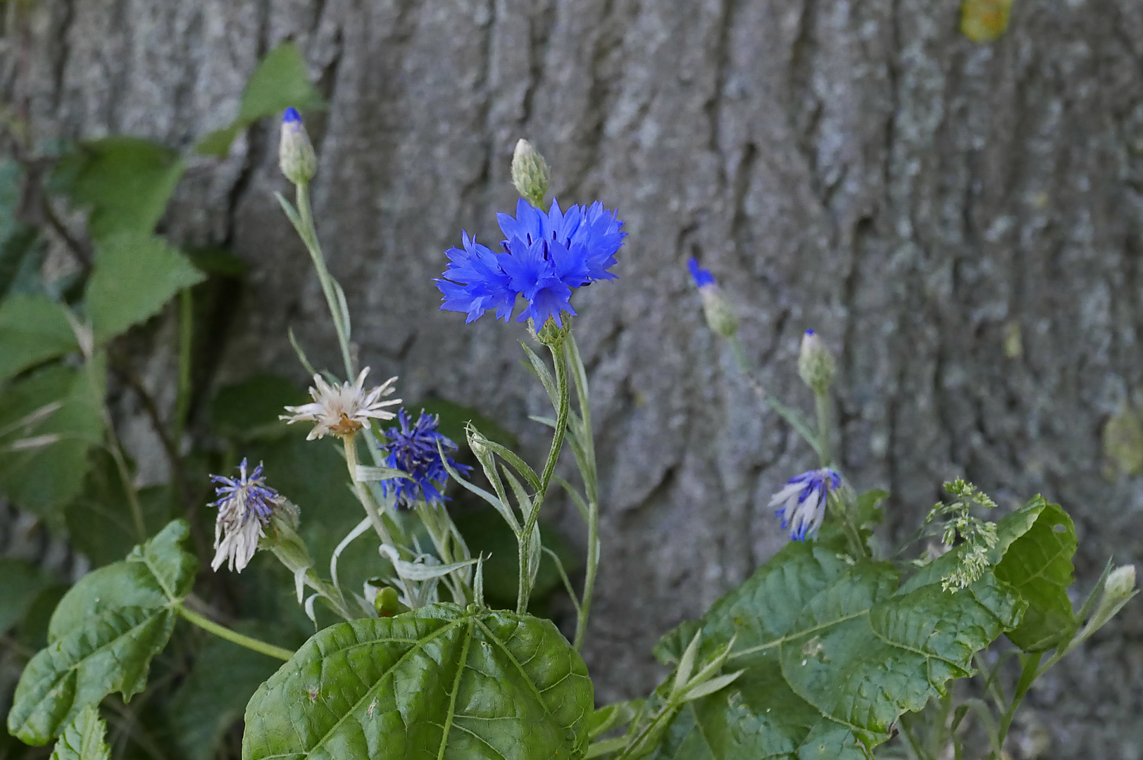 Kornblume vor einem Alleebaum einer alten Chaussee, die heute nur noch ein Feldweg ist.