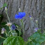 Kornblume vor einem Alleebaum einer alten Chaussee, die heute nur noch ein Feldweg ist.