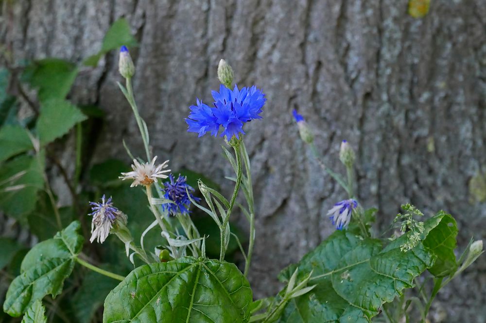 Kornblume vor einem Alleebaum einer alten Chaussee, die heute nur noch ein Feldweg ist.