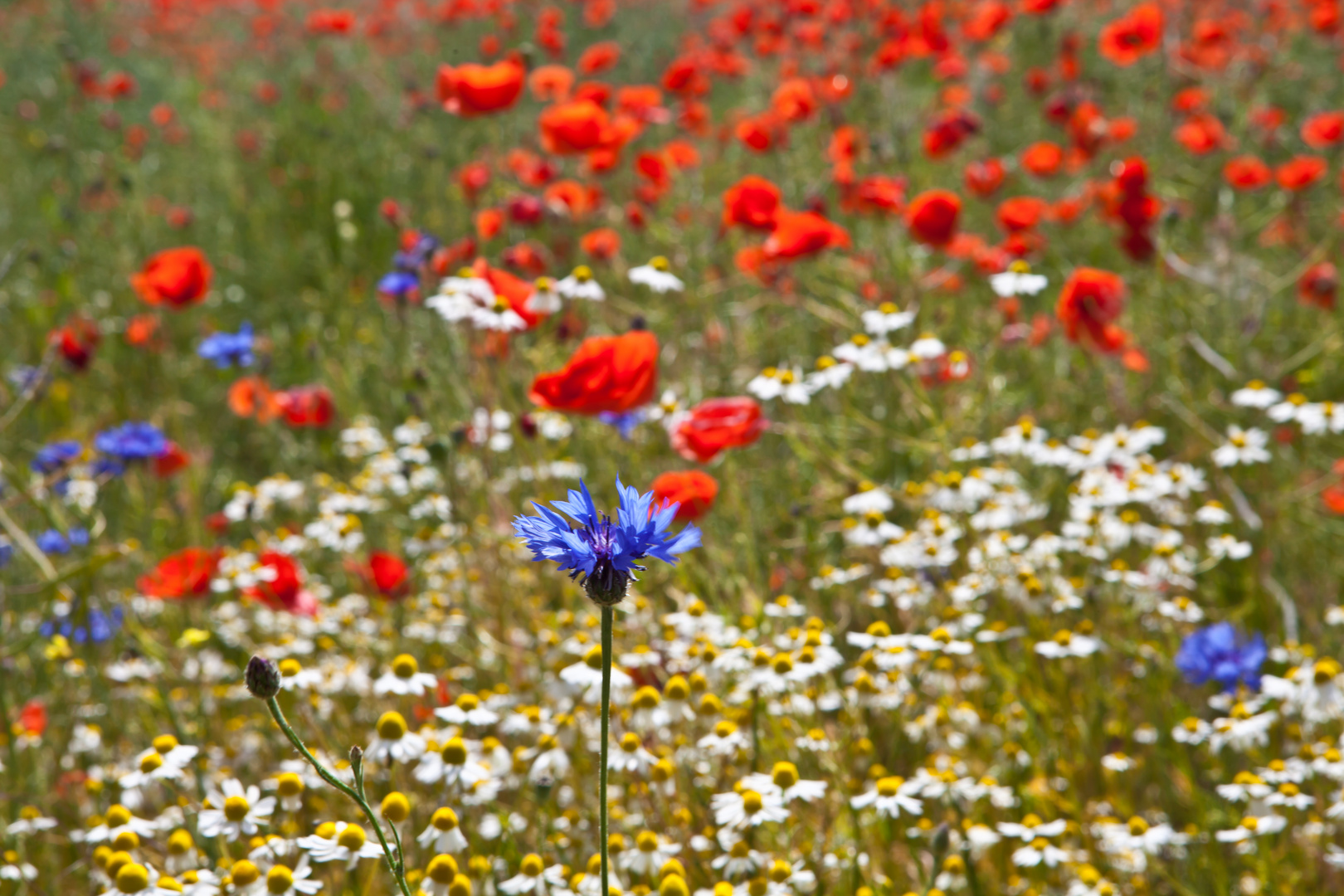 kornblume vor Kamille und Mohn