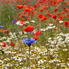 kornblume vor Kamille und Mohn