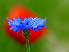 Kornblume vor Mohn