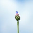 Kornblume zum Himmel