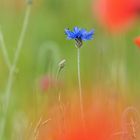 Kornblume (Zyane) / Cornflower (Centaurea cyanus)