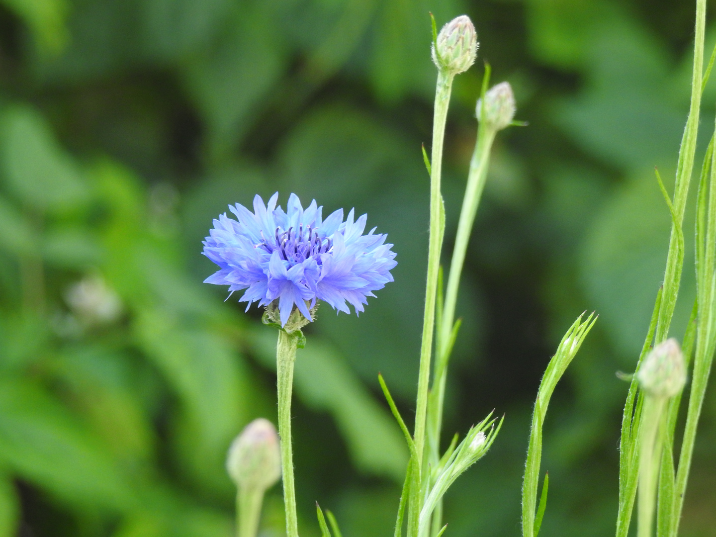 Kornblume(Cyanus segetum)