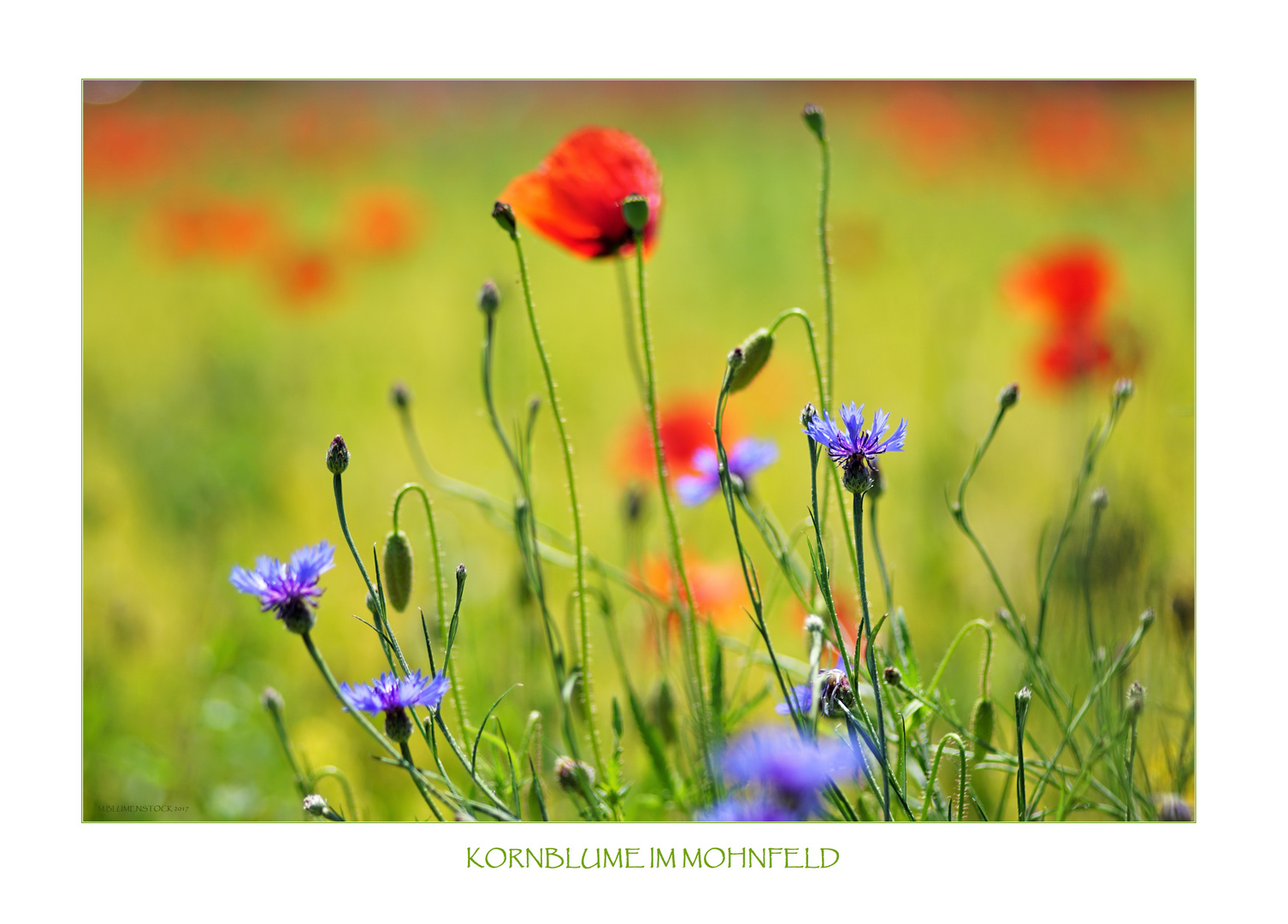 Kornblume_im_Mohnfeld