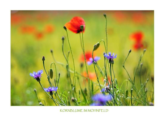Kornblume_im_Mohnfeld