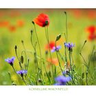 Kornblume_im_Mohnfeld