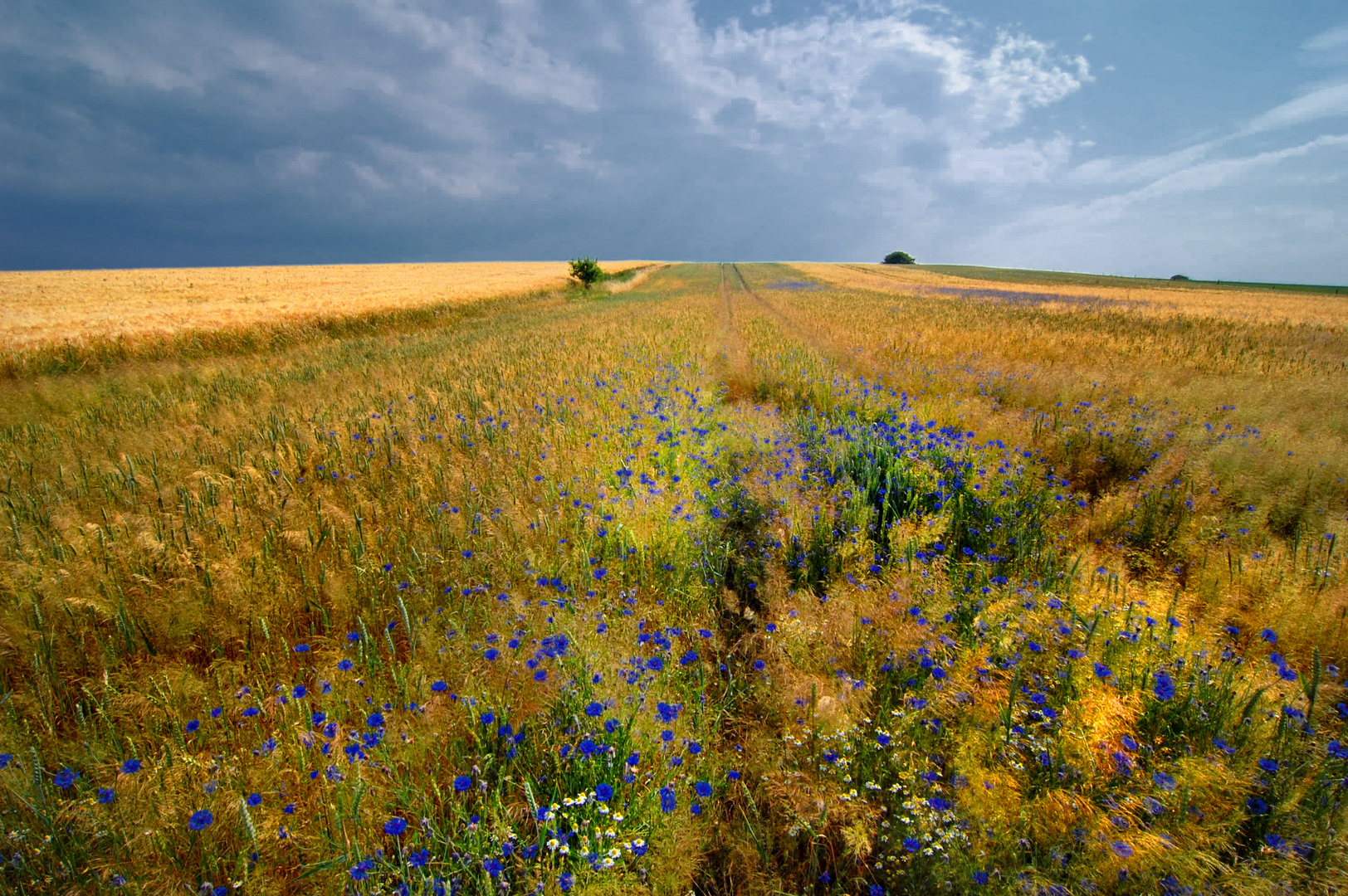 Kornblumen