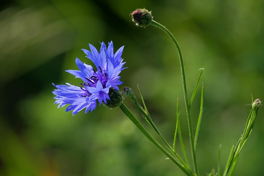 Kornblumen