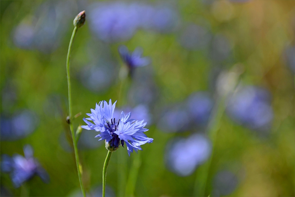 Kornblumen-3-