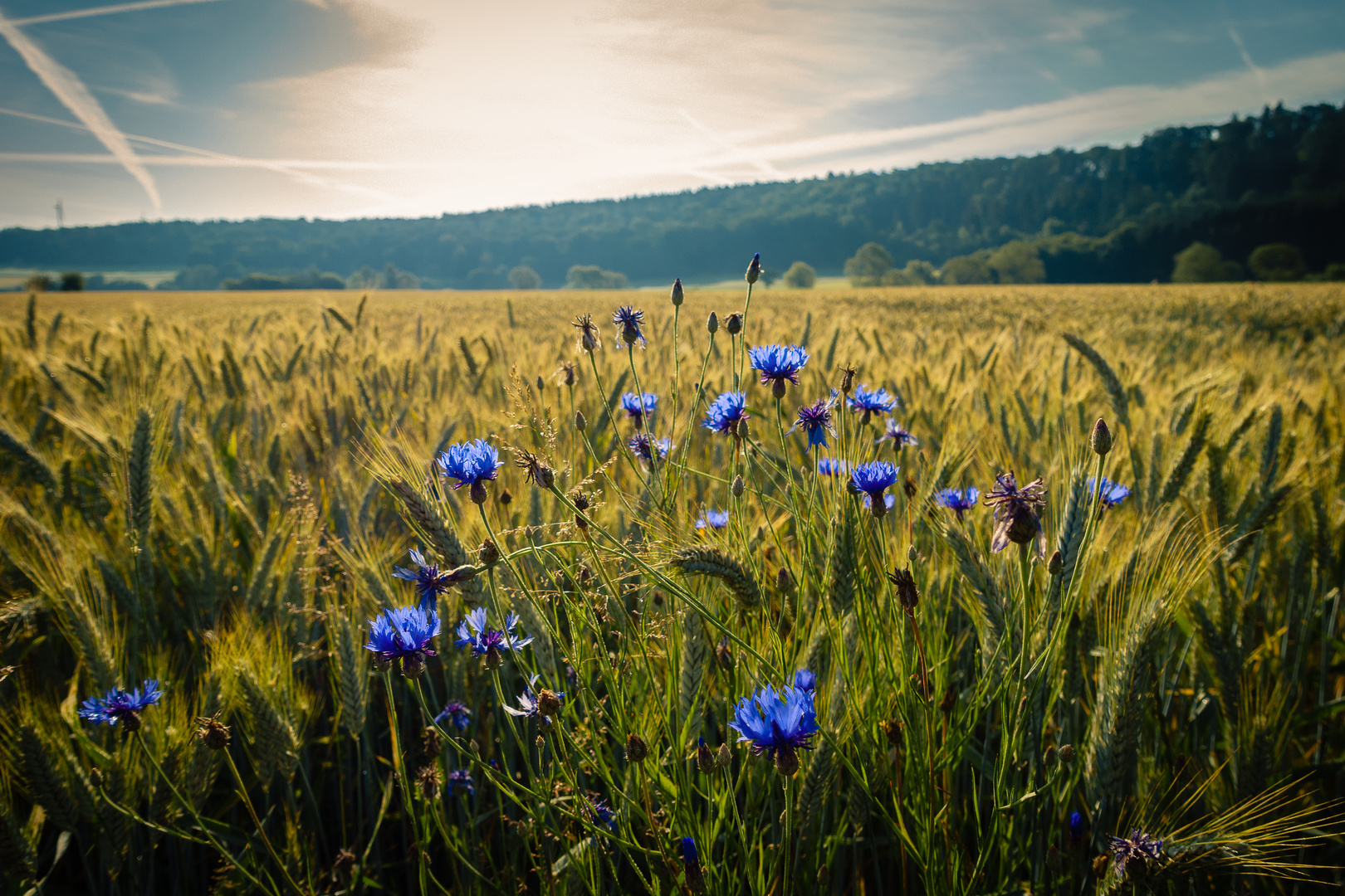 Kornblumen