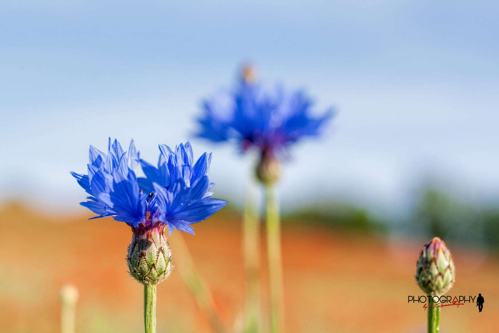 Kornblumen