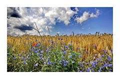 Kornblumen