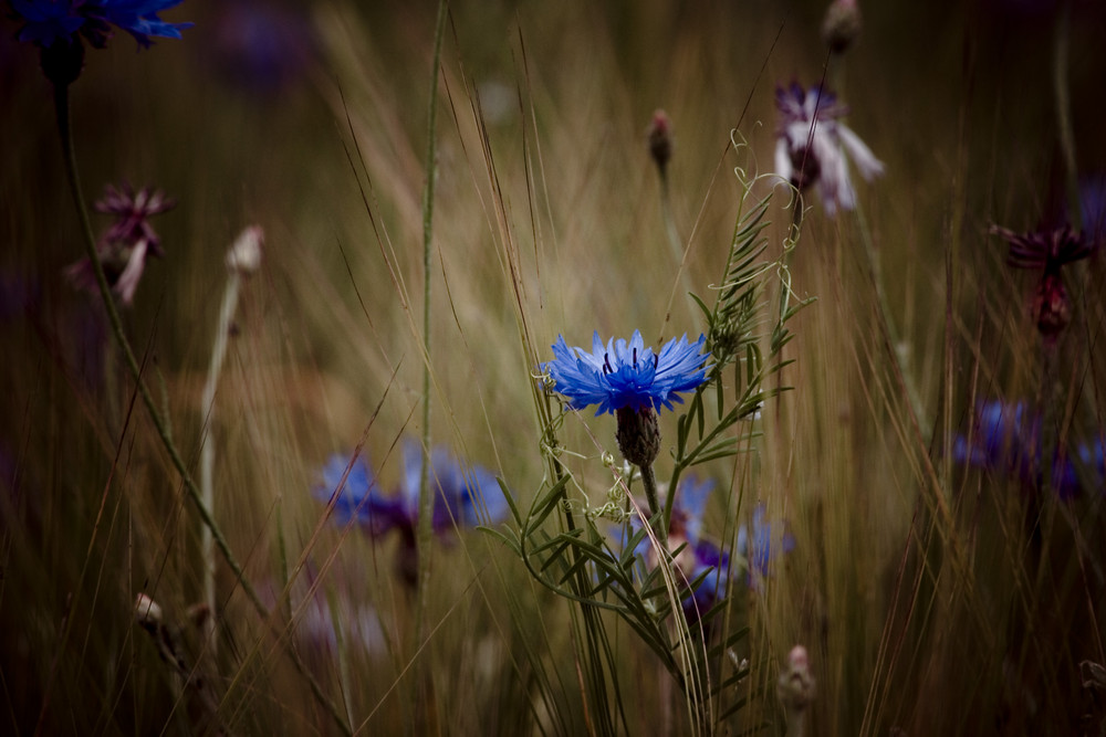 Kornblumen ***