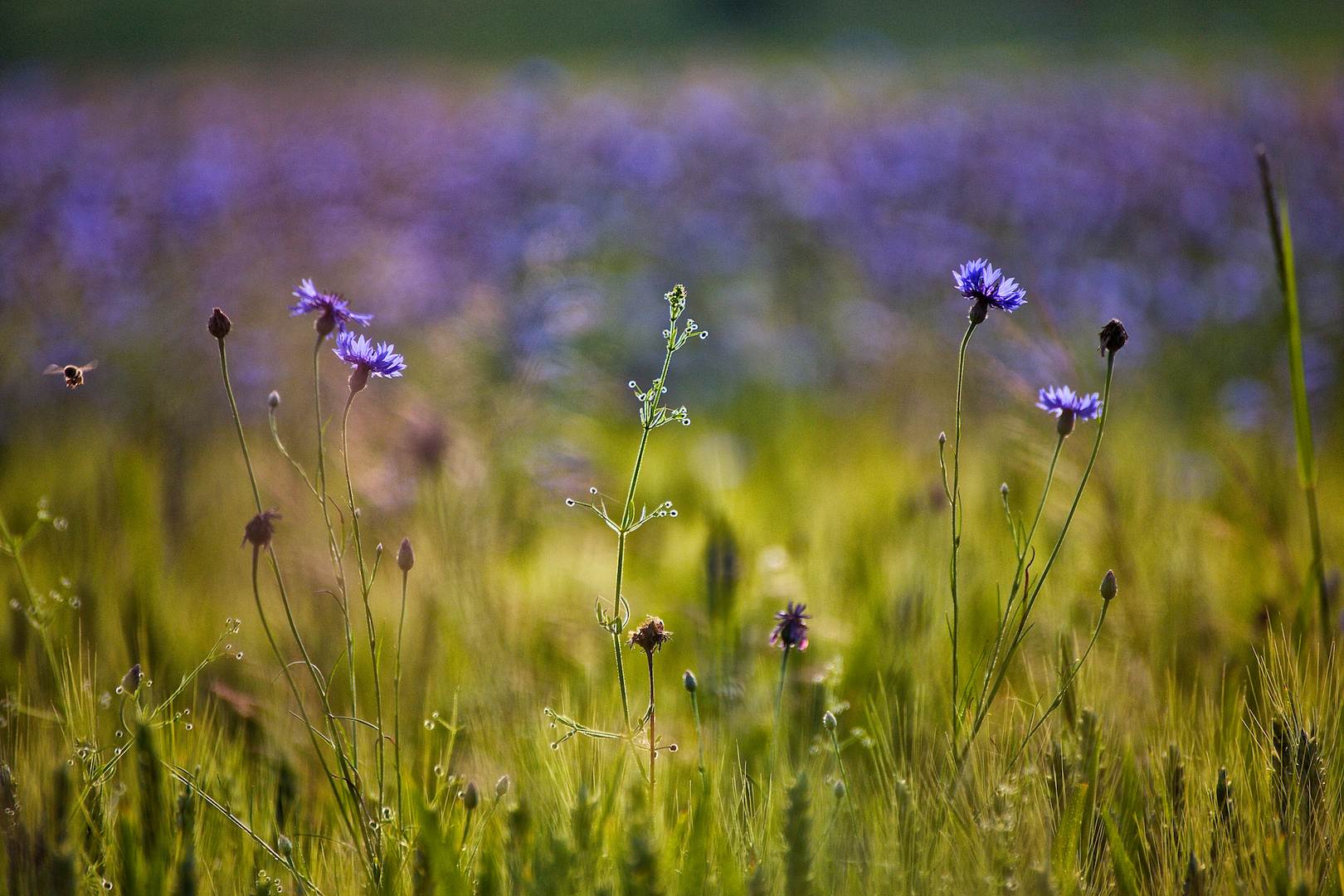 Kornblumen