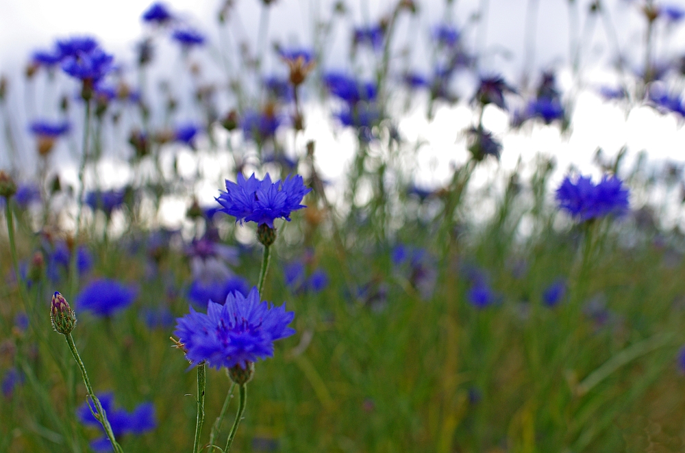 Kornblumen 5.7.14