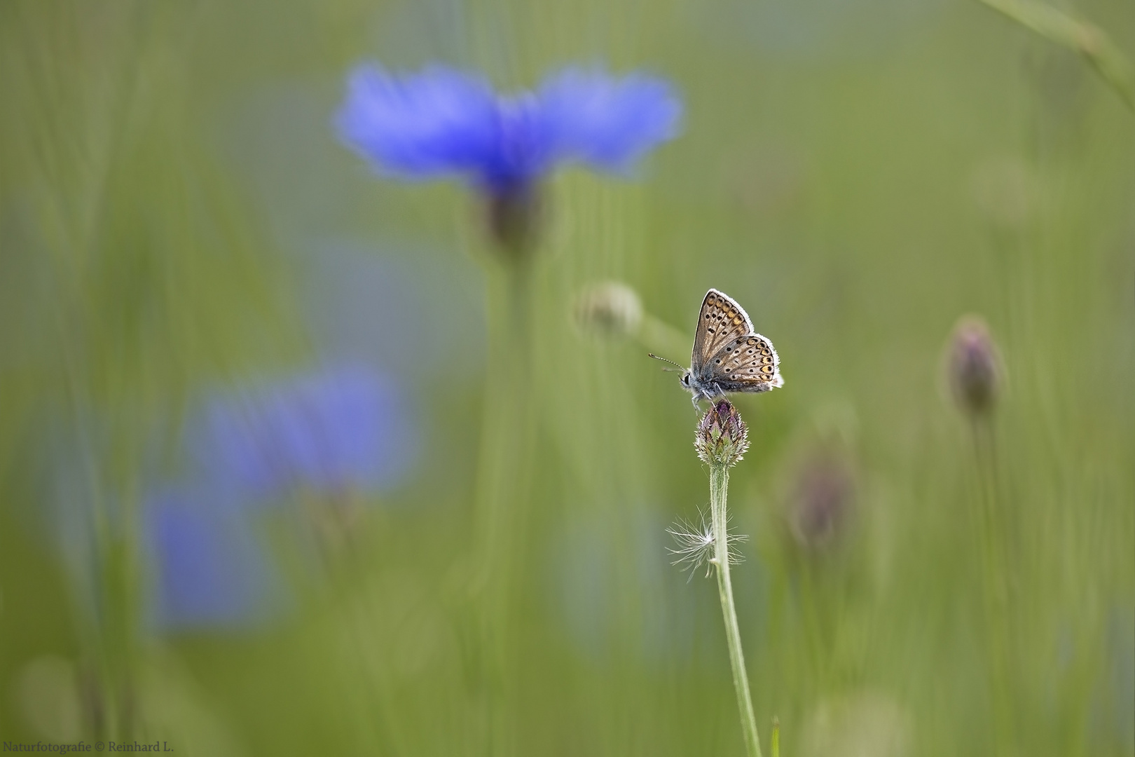 Kornblumen.. 