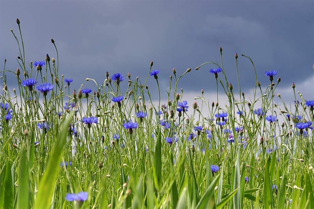 Kornblumen