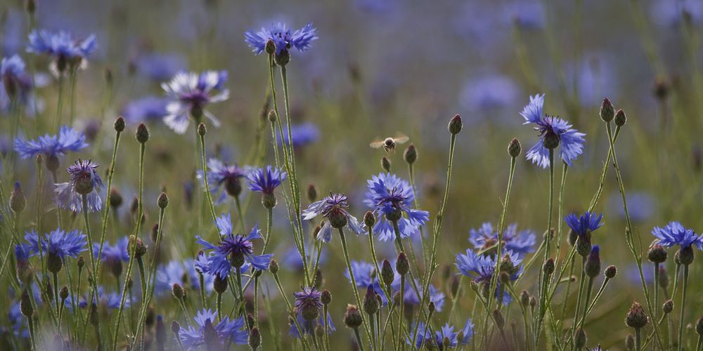 Kornblumen von Peter Röhl 