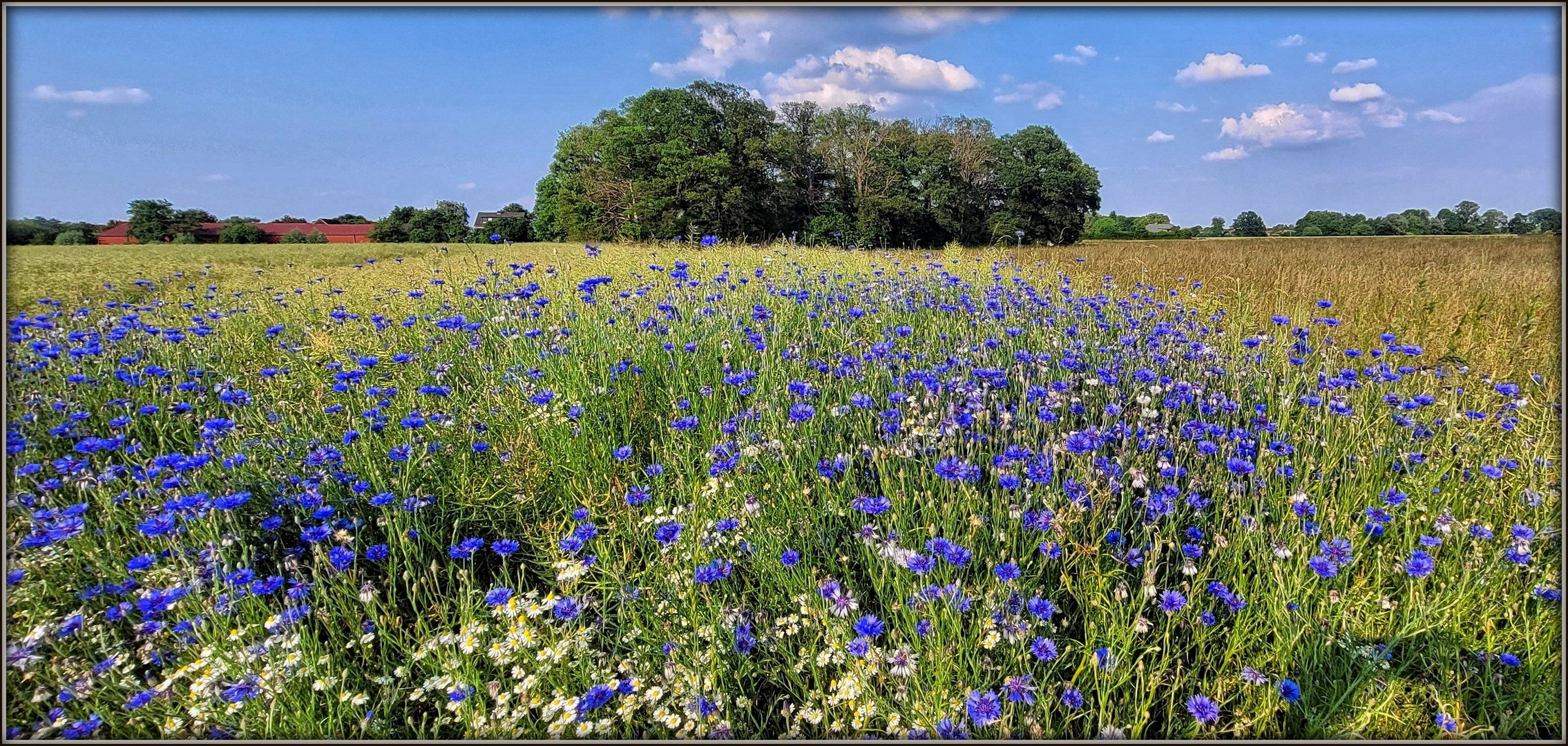 Kornblumen