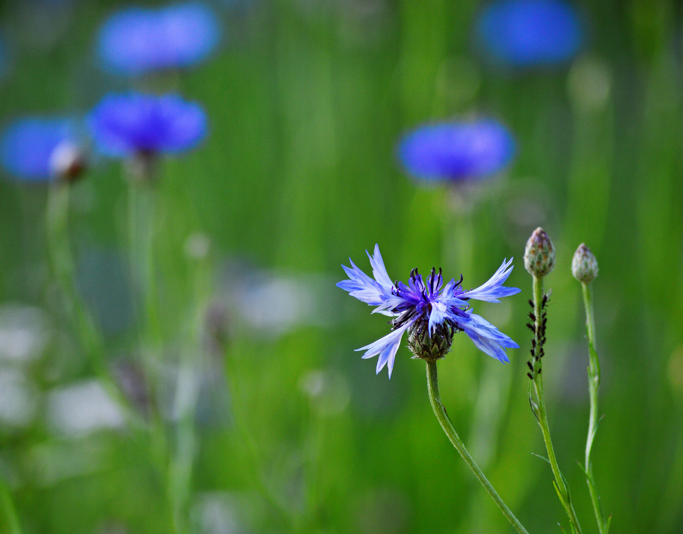 Kornblumen