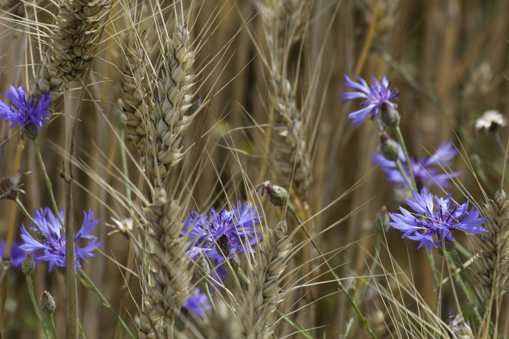 Kornblumen