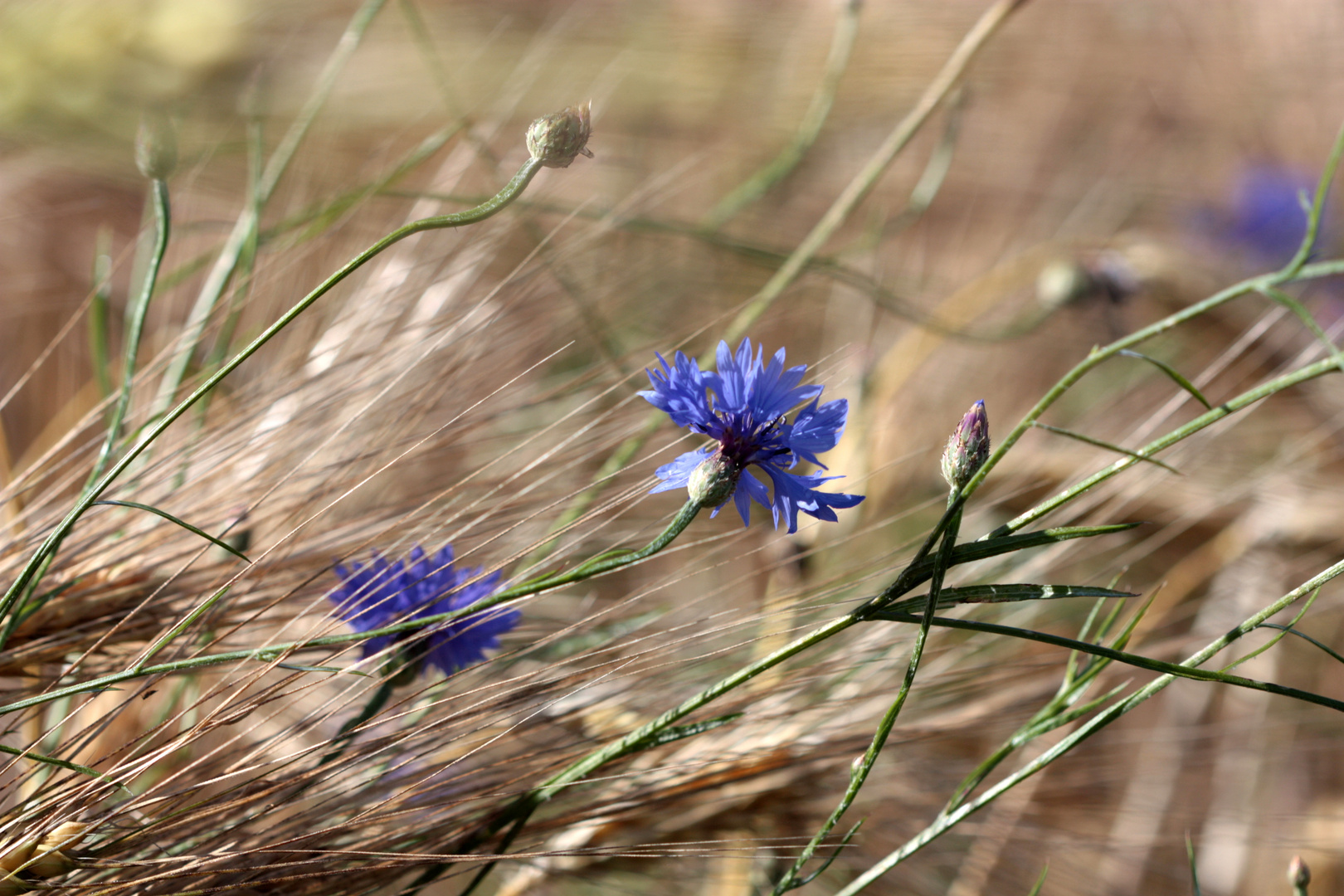 Kornblumen