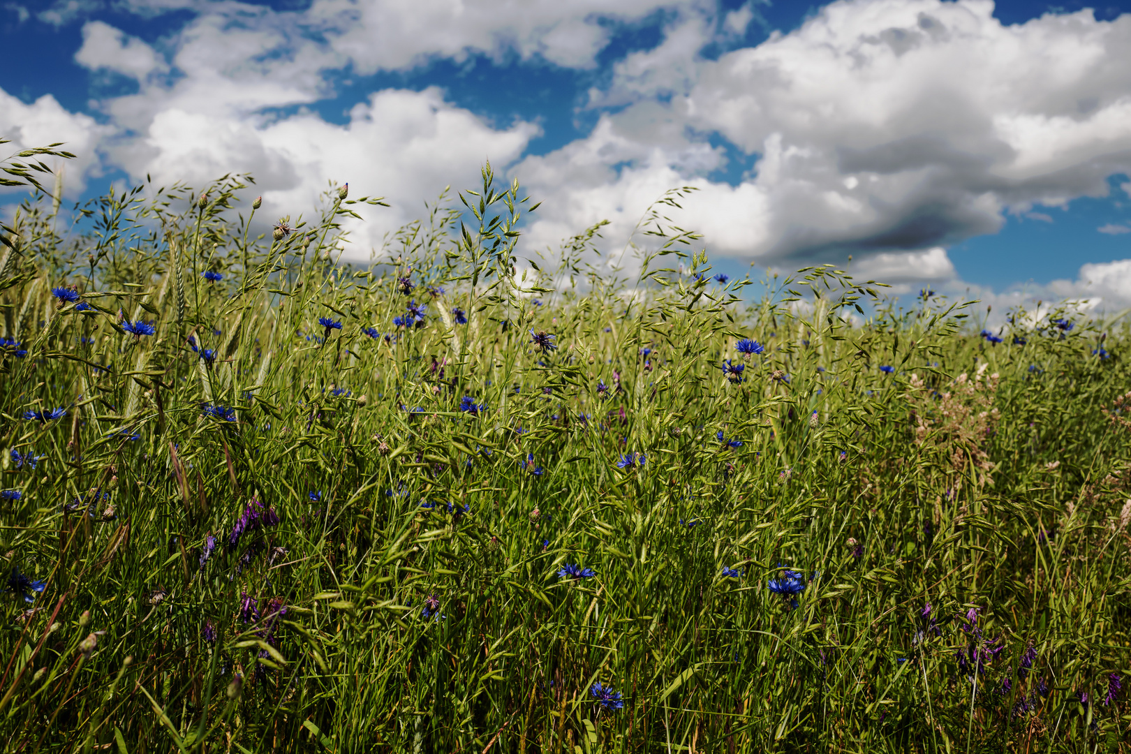 Kornblumen