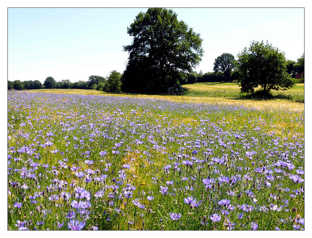 Kornblumen....