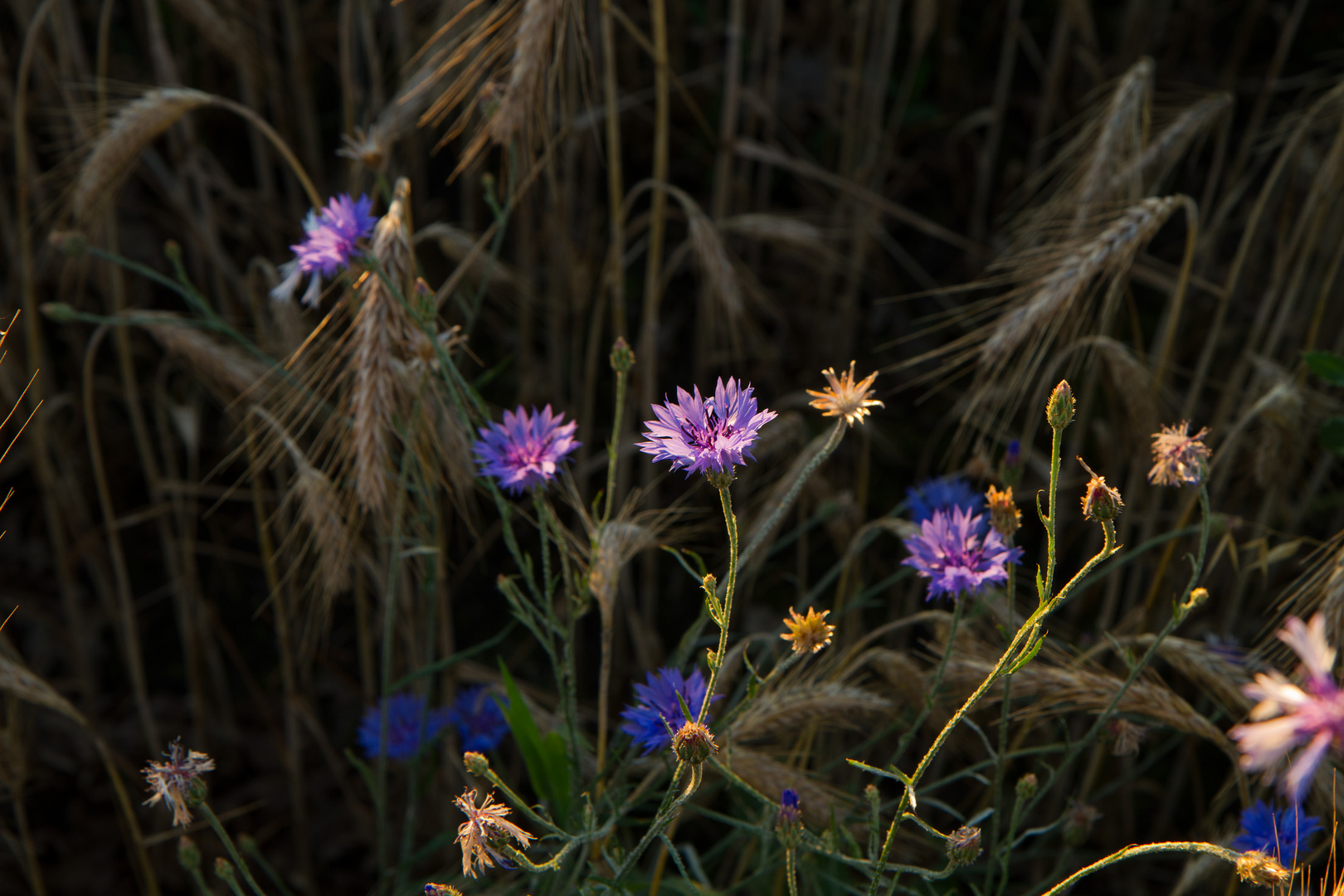 Kornblumen